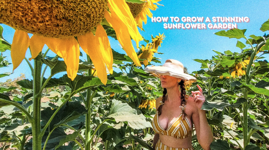 How To Grow A Stunning Sunflower Garden