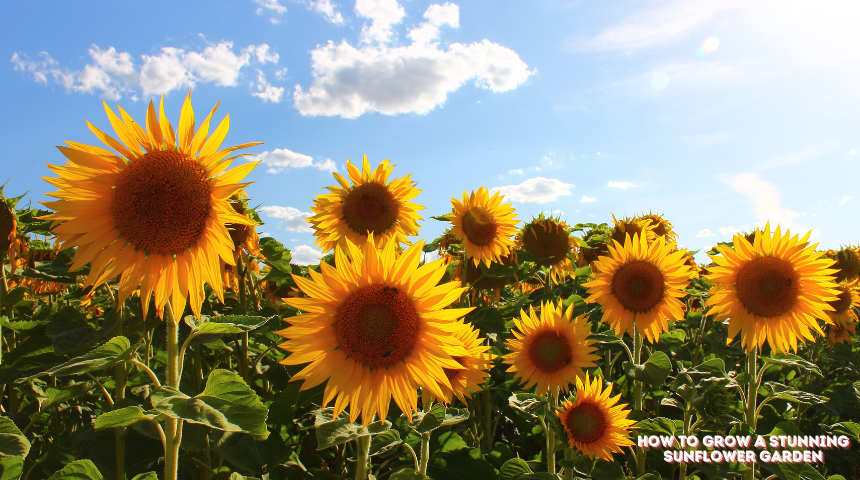 How To Grow A Stunning Sunflower Garden