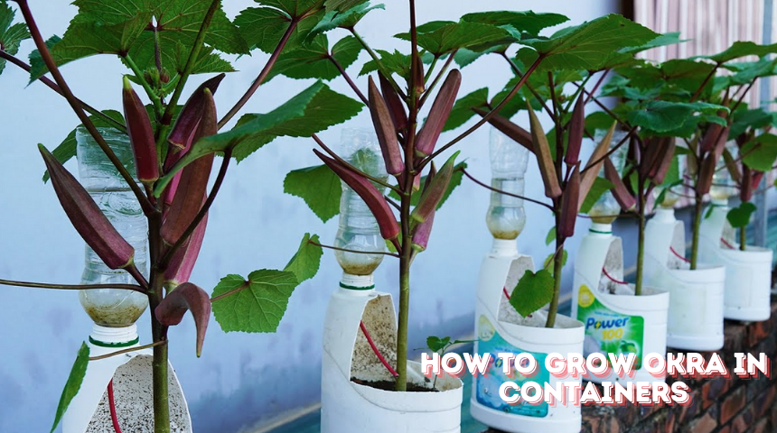 How To Grow Okra In Containers