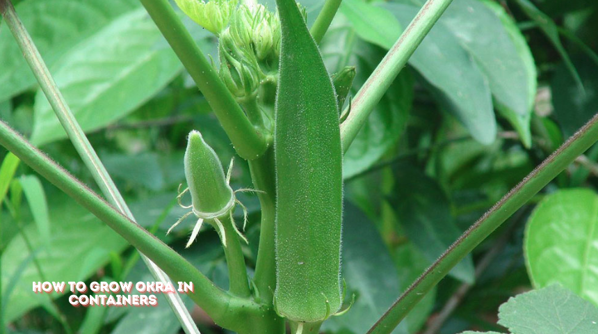 How To Grow Okra In Containers