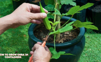 How To Grow Okra In Containers