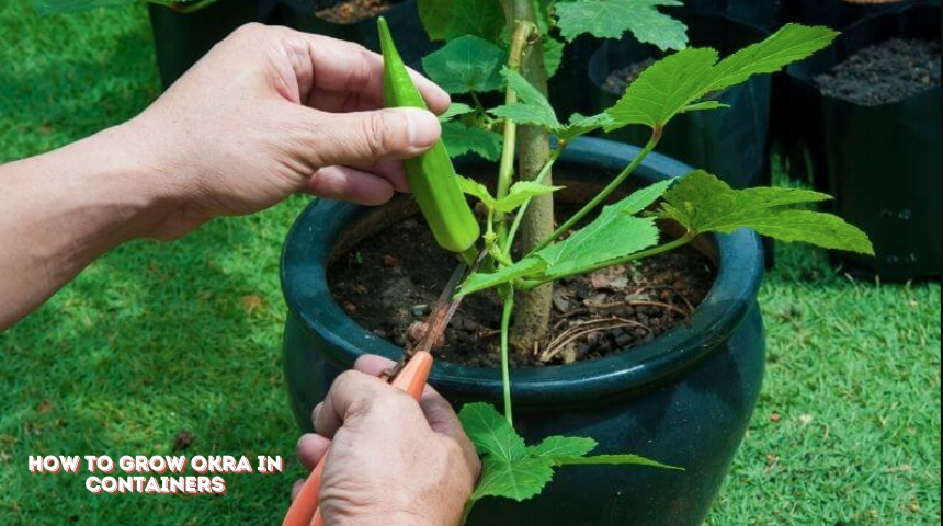 How To Grow Okra In Containers