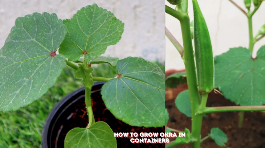 How To Grow Okra In Containers