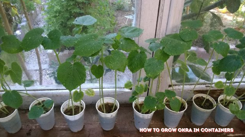 How To Grow Okra In Containers