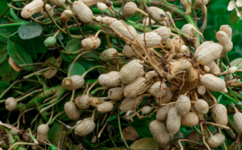 How To Grow Peanuts In America