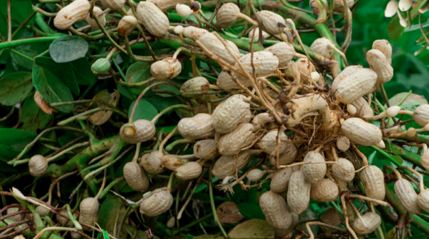 How To Grow Peanuts In America 