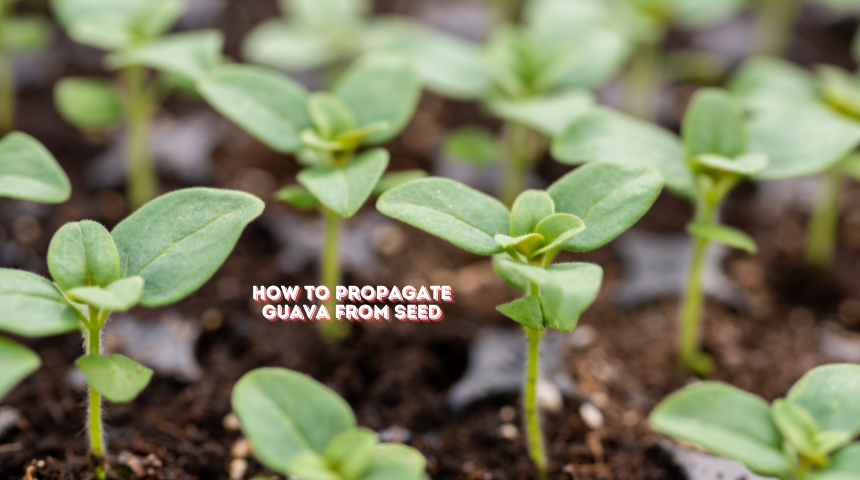 How To Propagate Guava From Seed