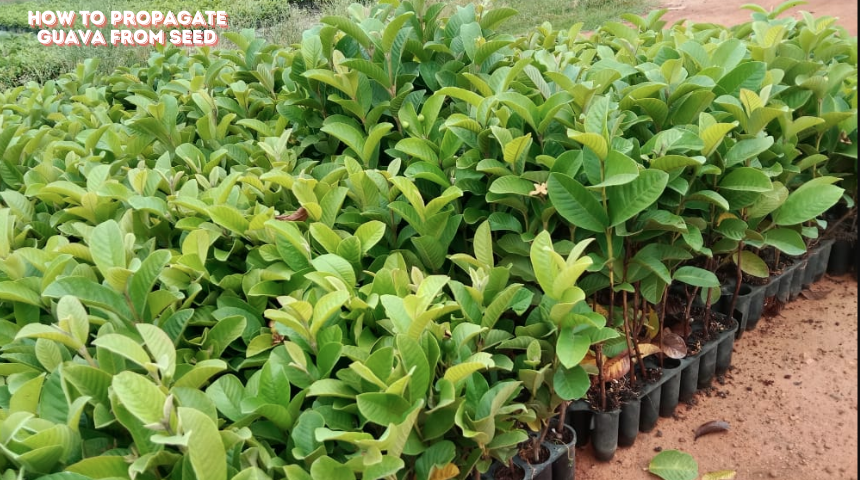 How To Propagate Guava From Seed