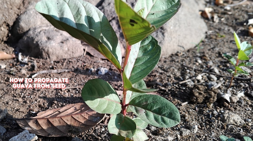 How To Propagate Guava From Seed