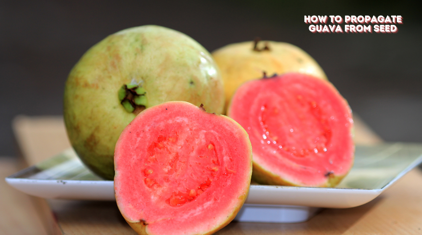 How To Propagate Guava From Seed