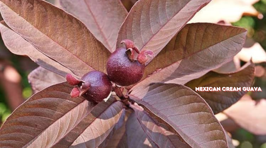 How To Grow A Guava Tree Faster