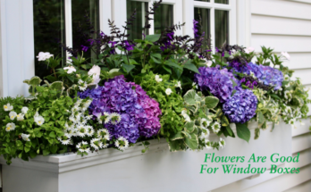 What Flowers Are Good For Window Boxes