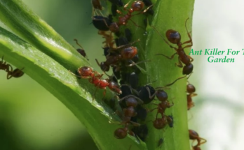 What Is The Best Ant Killer For The Garden