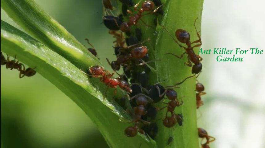 What Is The Best Ant Killer For The Garden