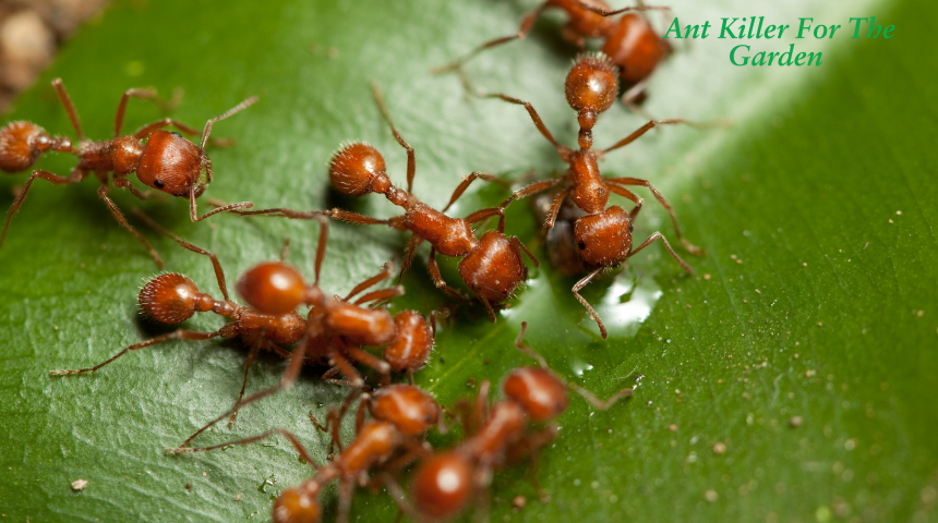 What Is The Best Ant Killer For The Garden