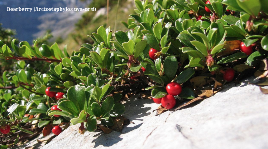 What Is Flowering Ground Cover