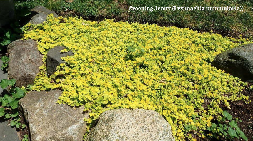 What Is Flowering Ground Cover