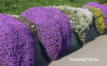 What Is Flowering Ground Cover