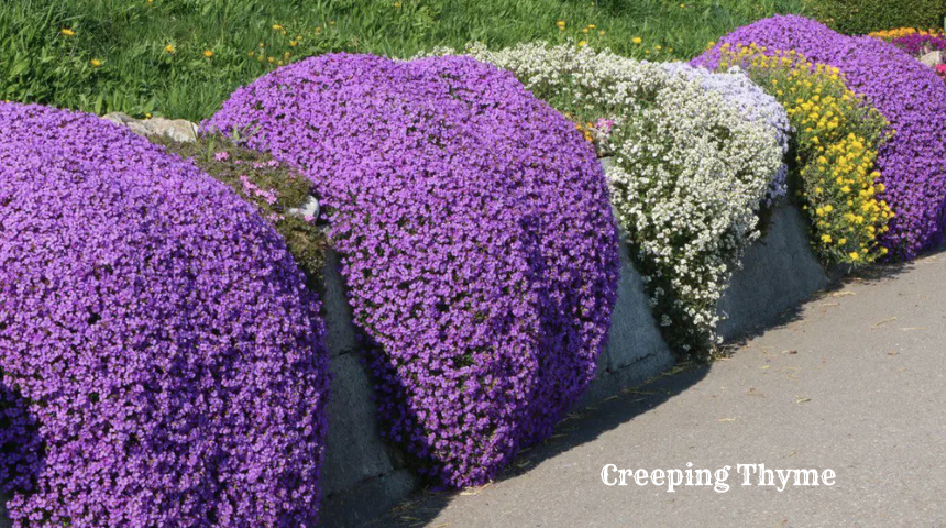 What Is Flowering Ground Cover