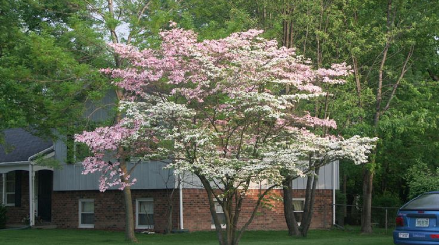 What Is A Good Flower Tree To Plant Near A House