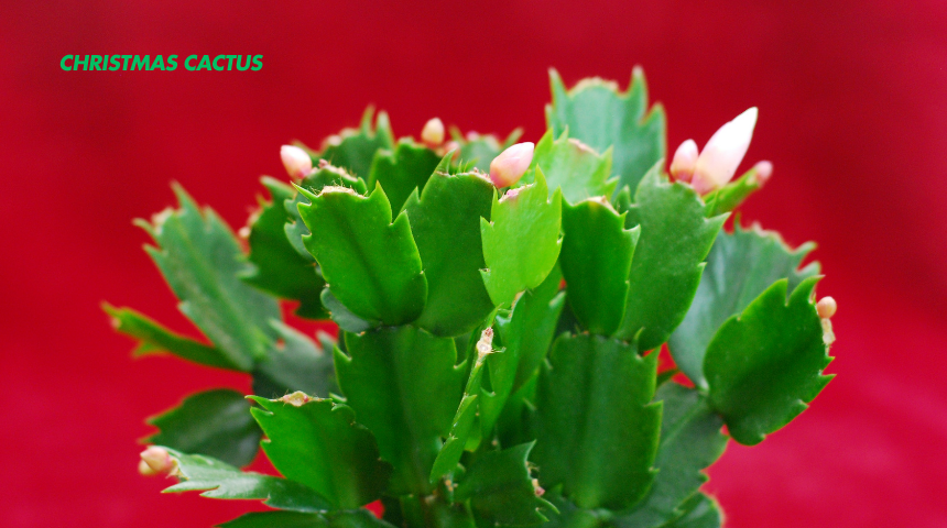 How To Care For Christmas Cactus