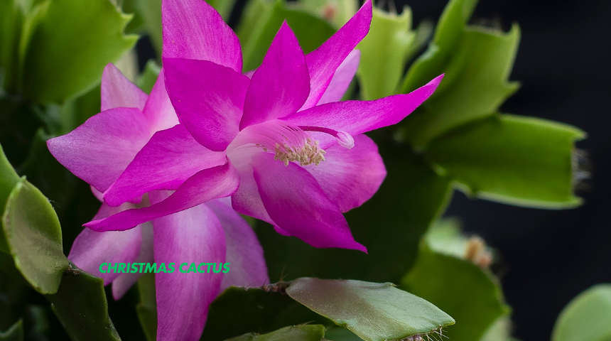 How To Care For Christmas Cactus