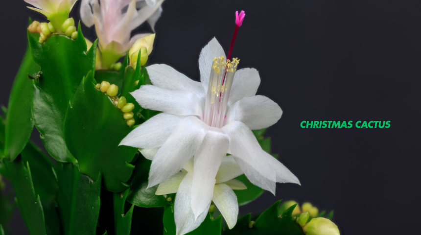 How To Care For Christmas Cactus