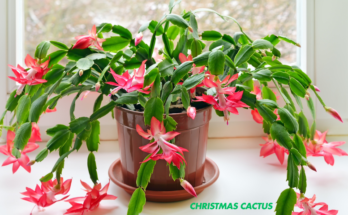 How To Care For Christmas Cactus