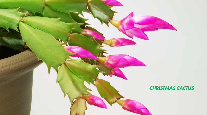 How To Care For Christmas Cactus