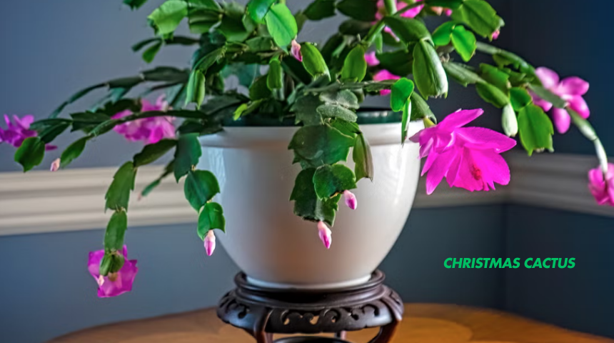 How To Care For Christmas Cactus