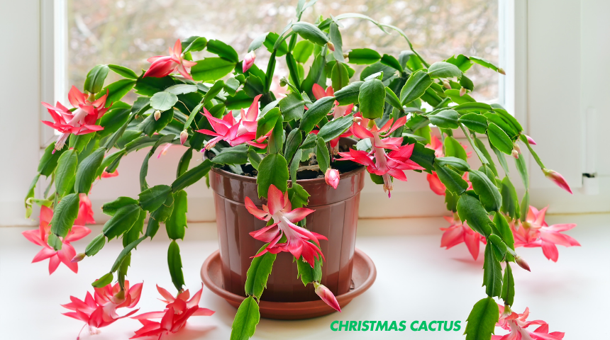 How To Care For Christmas Cactus