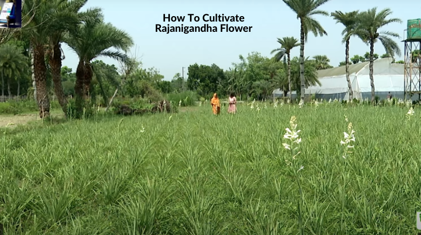 How To Cultivate Rajanigandha Flower