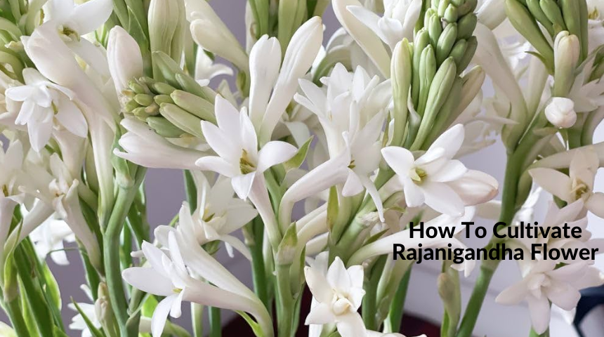 How To Cultivate Rajanigandha Flower