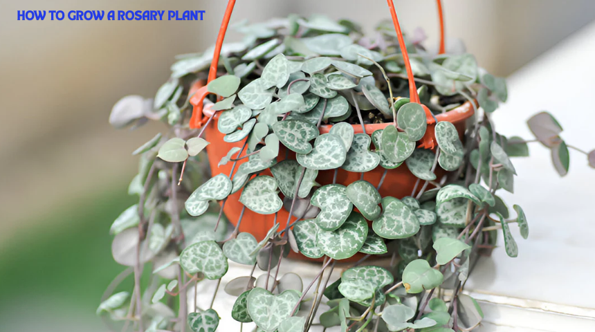 How To Grow A Rosary Plant