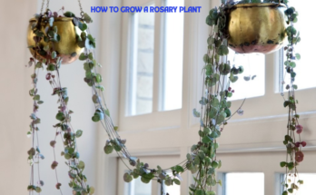 How To Grow A Rosary Plant