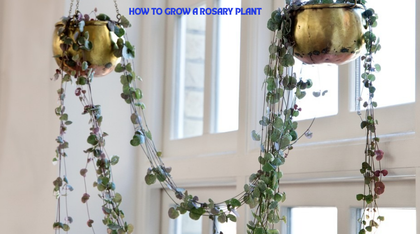 How To Grow A Rosary Plant