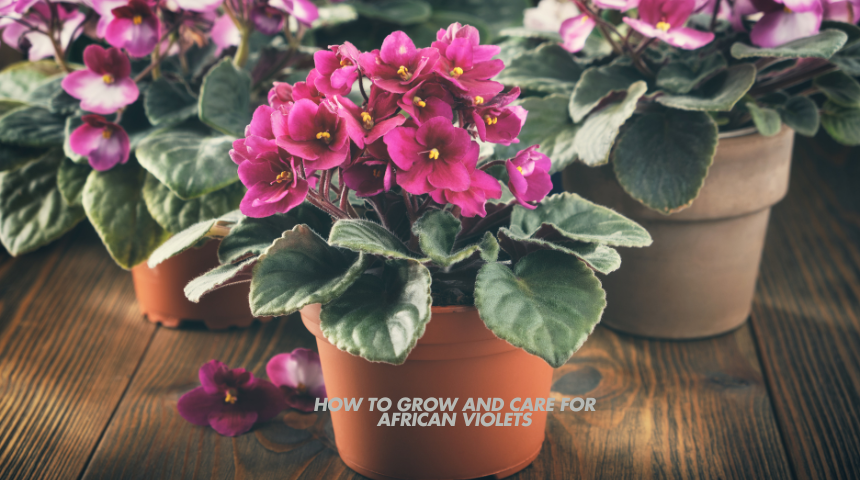 How To Grow And Care For African Violets