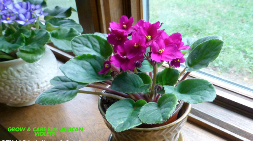 How To Grow And Care For African Violets