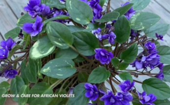 How To Grow And Care For African Violets