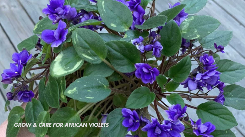 How To Grow And Care For African Violets