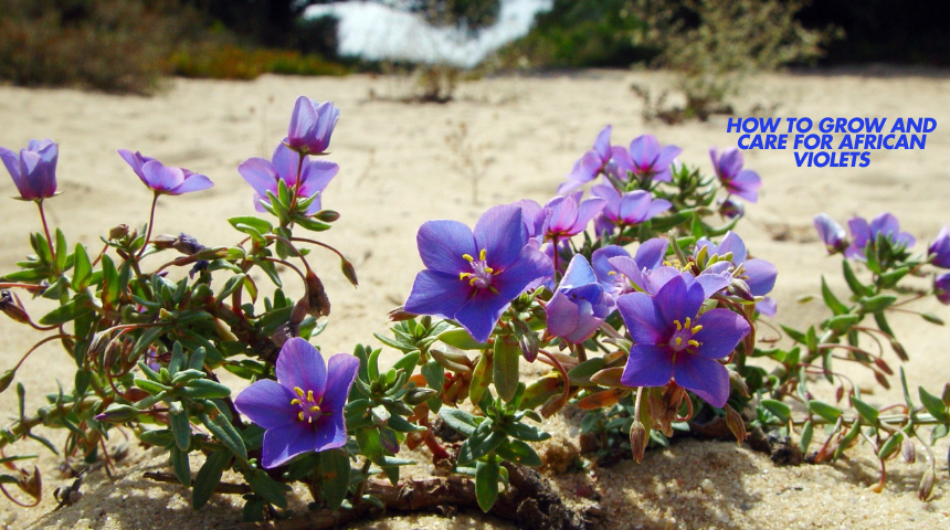 How To Grow And Care For African Violets