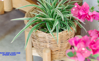 How To Grow And Care For Spider Plant