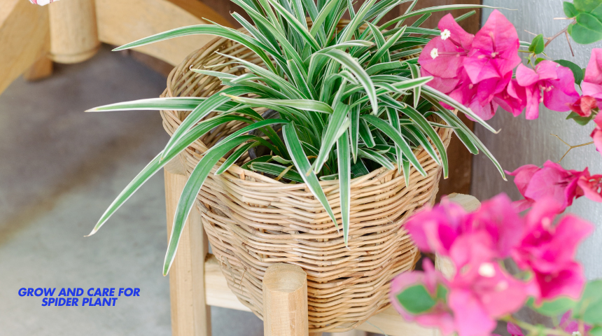 How To Grow And Care For Spider Plant