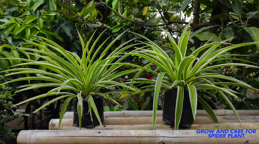 How To Grow And Care For Spider Plant