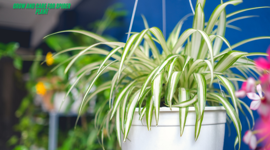 How To Grow And Care For Spider Plant