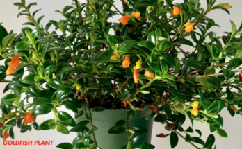 How To Grow & Care For Goldfish Plant