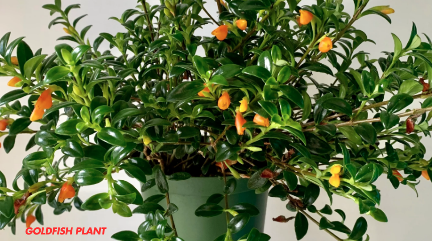 How To Grow & Care For Goldfish Plant