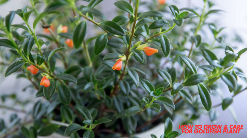 How To Grow & Care For Goldfish Plant