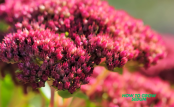 How To Grow Sedum