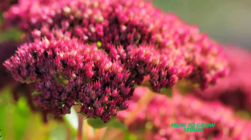 How To Grow Sedum